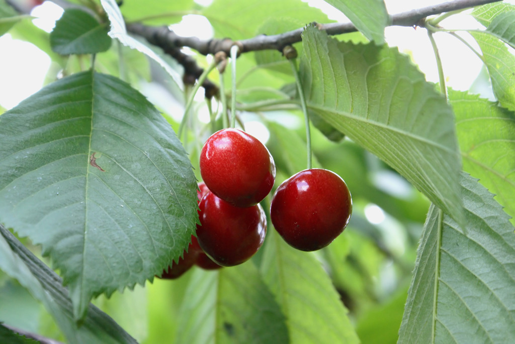 cherry-chereshi5