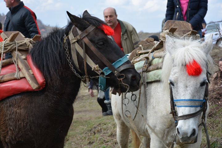 istinsko-shou-stvoriha-ezdachite-kray-brezhani-331