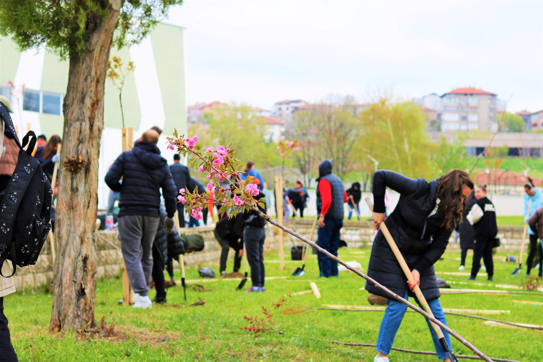 Над 100 вишни бяха засадени в парк „Македония“ в Благоевград | Blagoevgrad .eu
